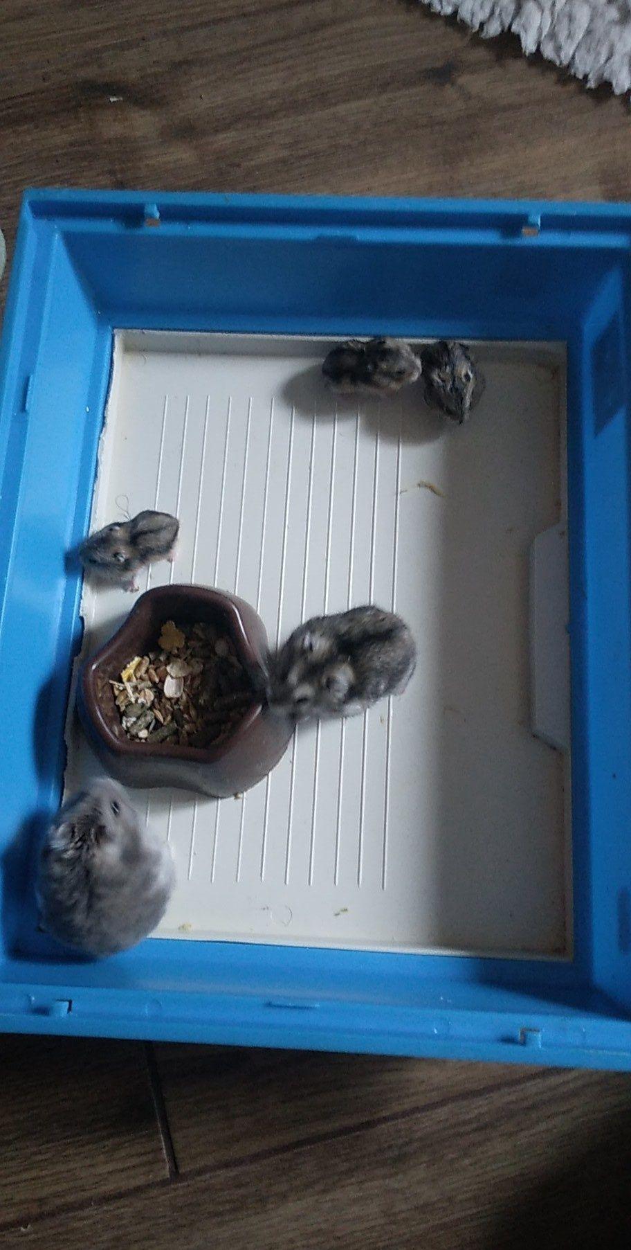 Vând Hamsteri Pitici