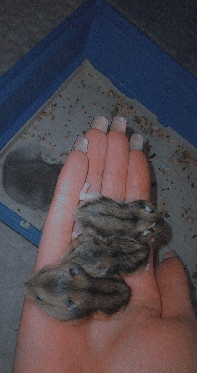 Vând Hamsteri Pitici