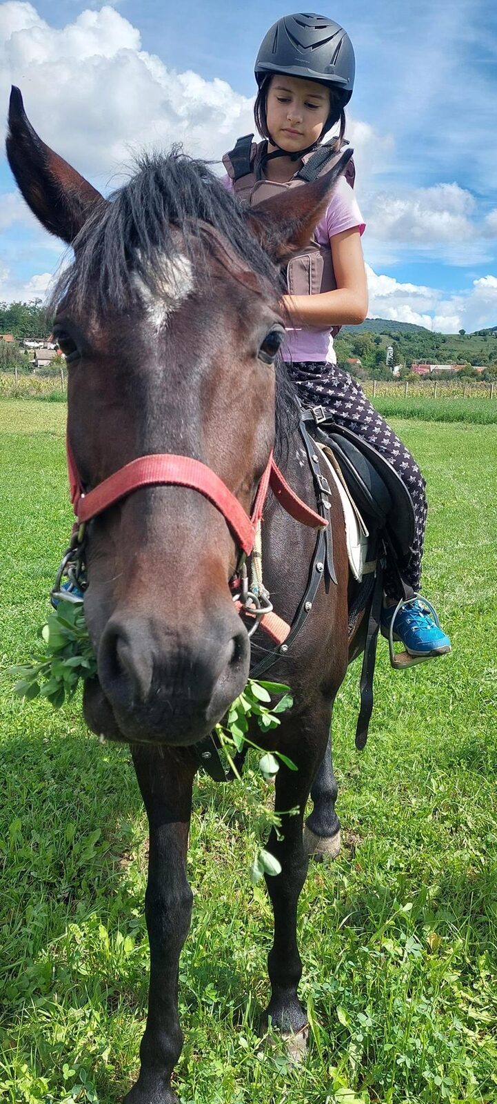 Vând iapa 6 ani