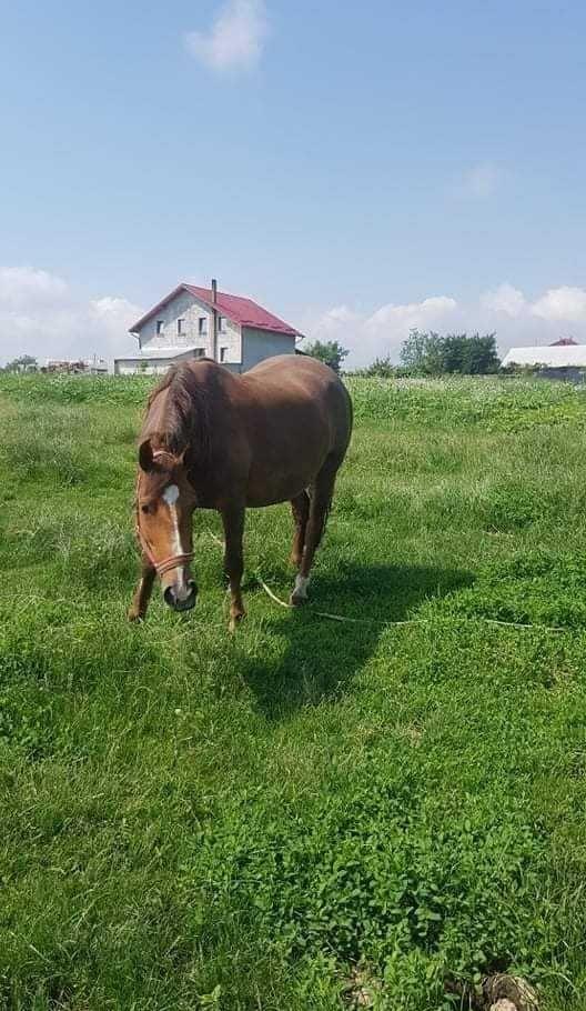 Vând iapa în vârstă de 6 ani