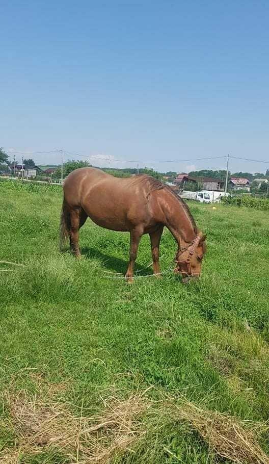 Vând iapa în vârstă de 6 ani