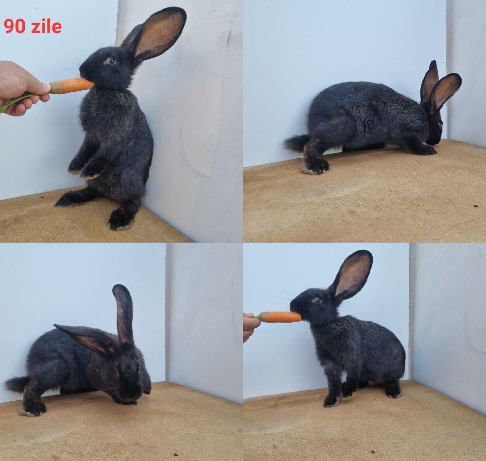 Vand iepure / iepuri, din linie uriaș german, Negru gri și maro.
