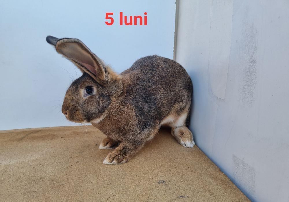 Vand iepure / iepuri, din linie uriaș german, Negru gri și maro.