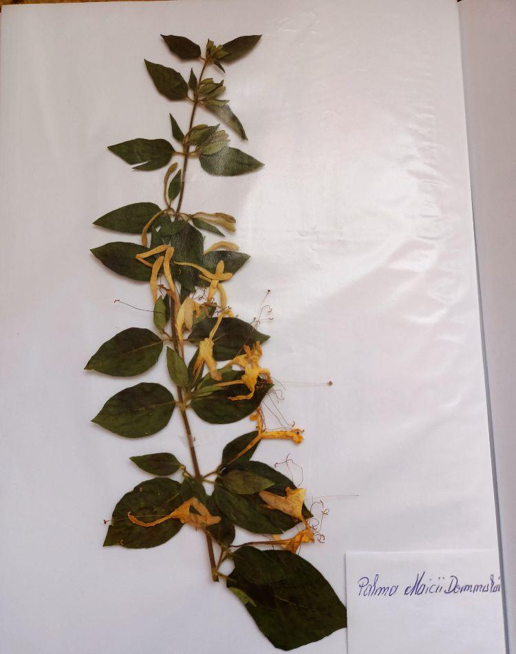 Vand ierbar / ierbare plante medicinale pentru studenti si elevi