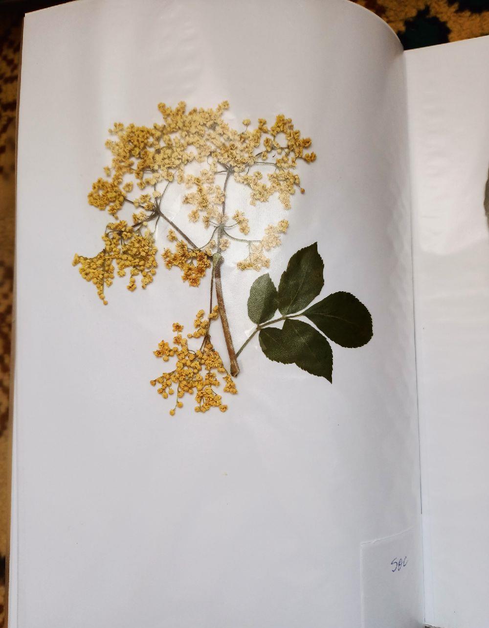 Vand ierbar / ierbare plante medicinale pentru studenti si elevi