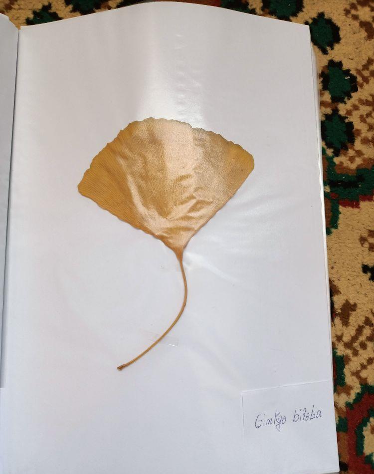 Vand ierbar / ierbare plante medicinale pentru studenti si elevi