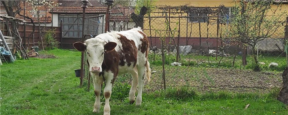 Vand juninca  de la vaca Holstain rosie