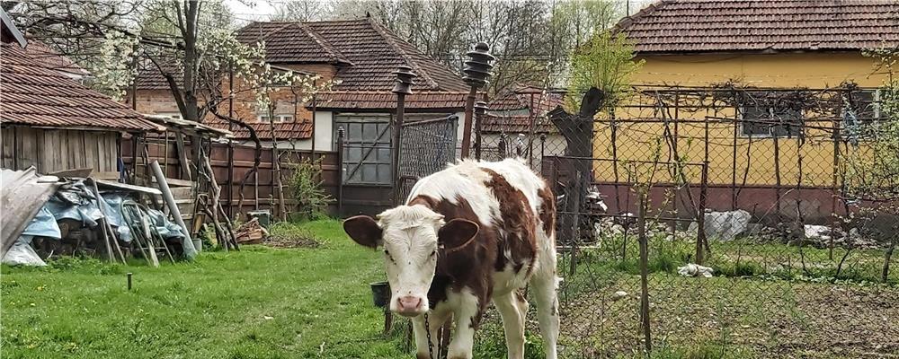 Vand juninca  de la vaca Holstain rosie