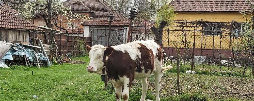 Vand juninca  de la vaca Holstain rosie