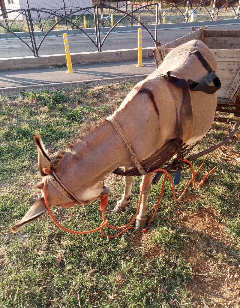 vând măgăriță gestantă