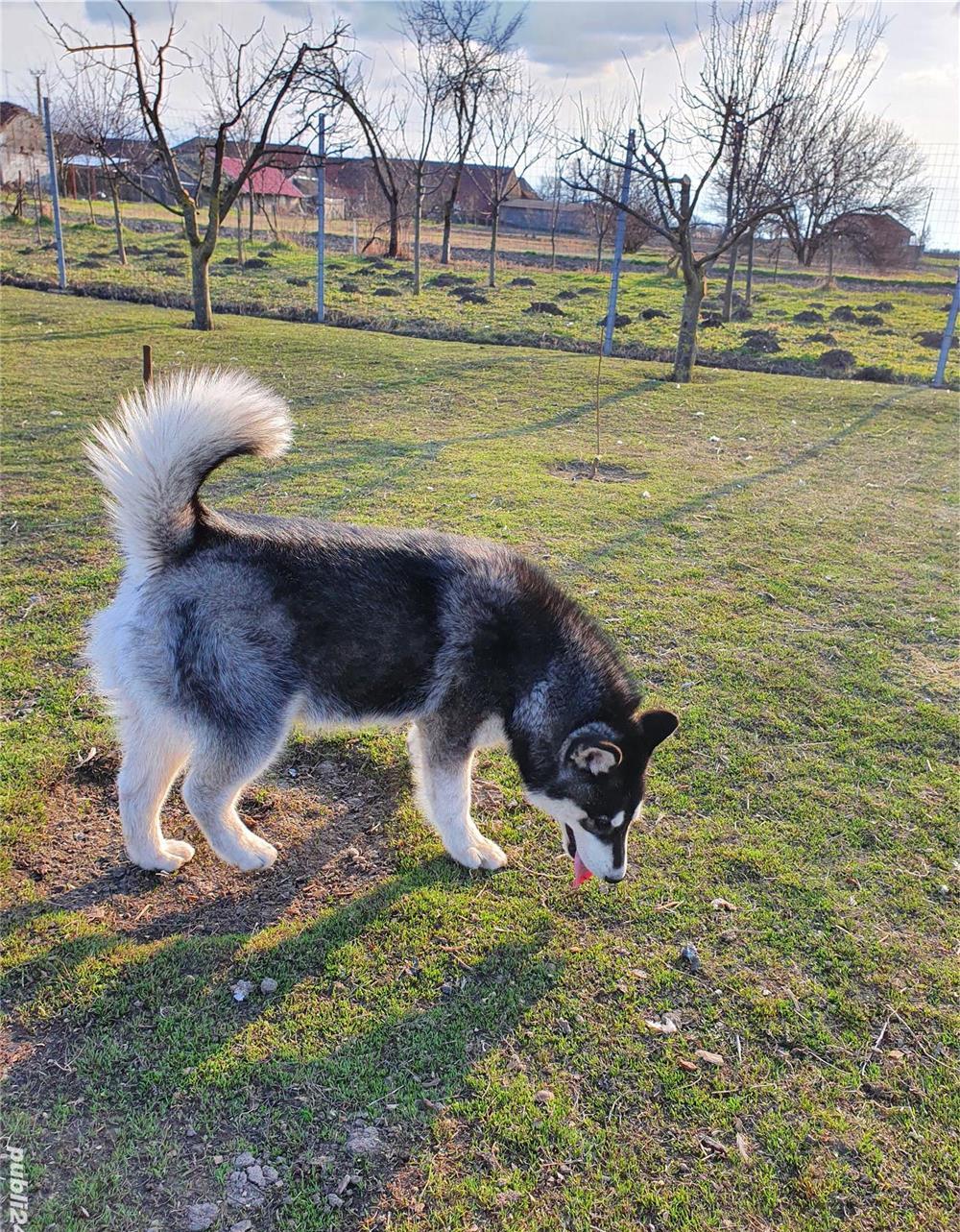 Vând malamut de alaska