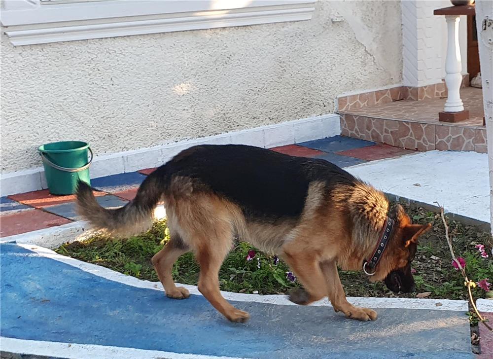 Vând mascul adult ciobănesc german cu pedigree linie show