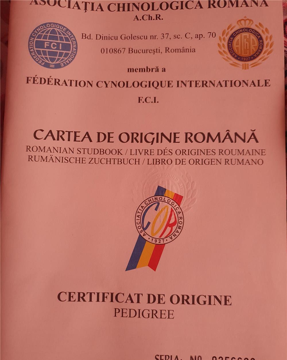 Vând mascul adult ciobănesc german cu pedigree linie show