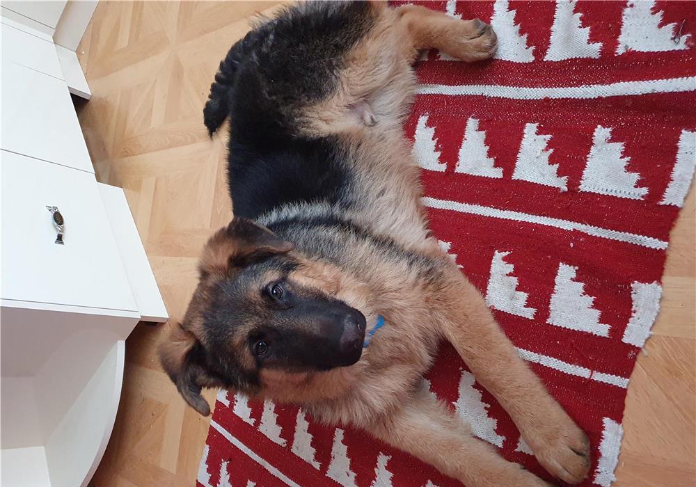 Vând mascul adult ciobănesc german cu pedigree linie show