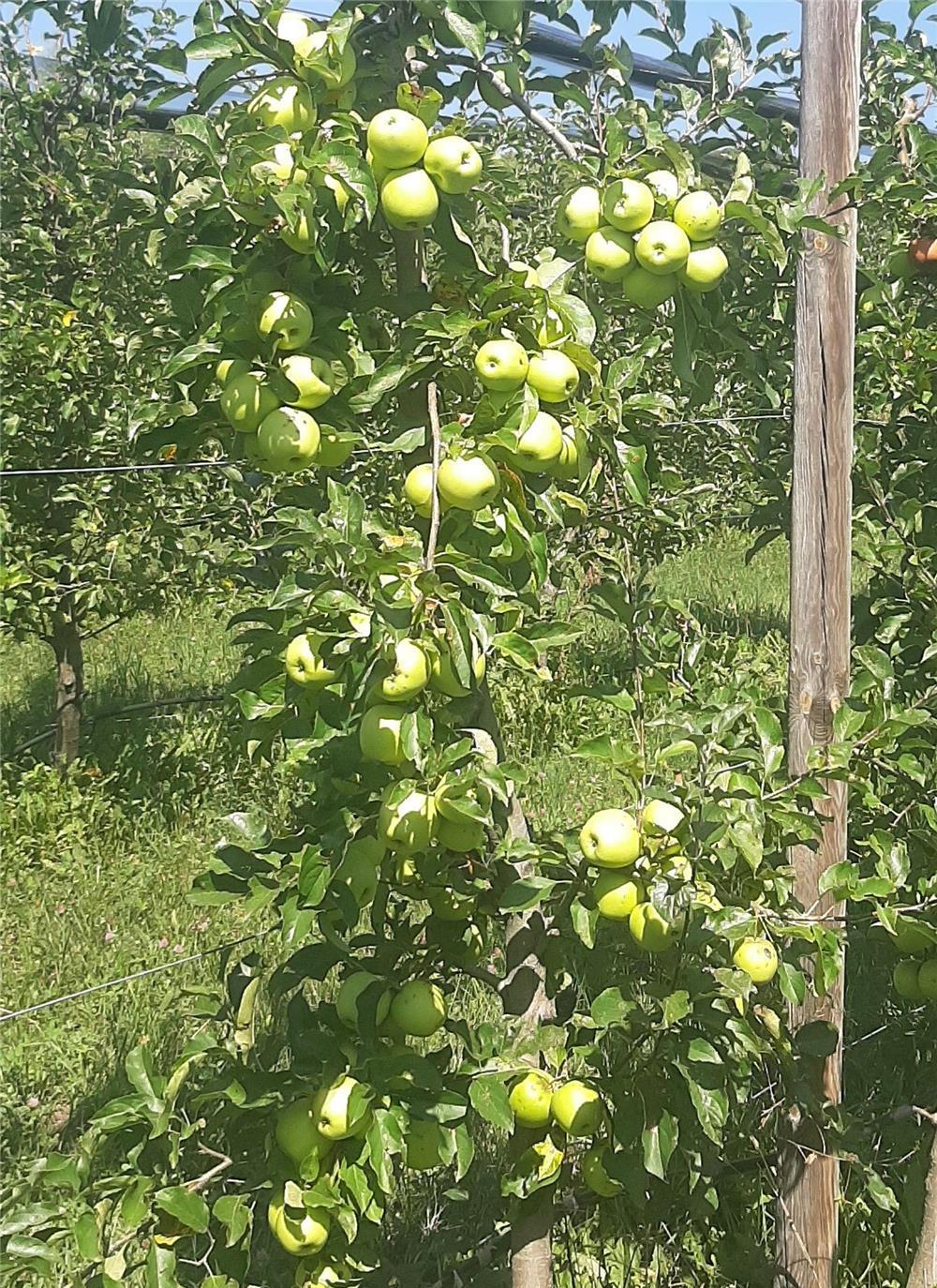 Vând mere direct din livada Mere-golden,gala,granny smith ,prinț