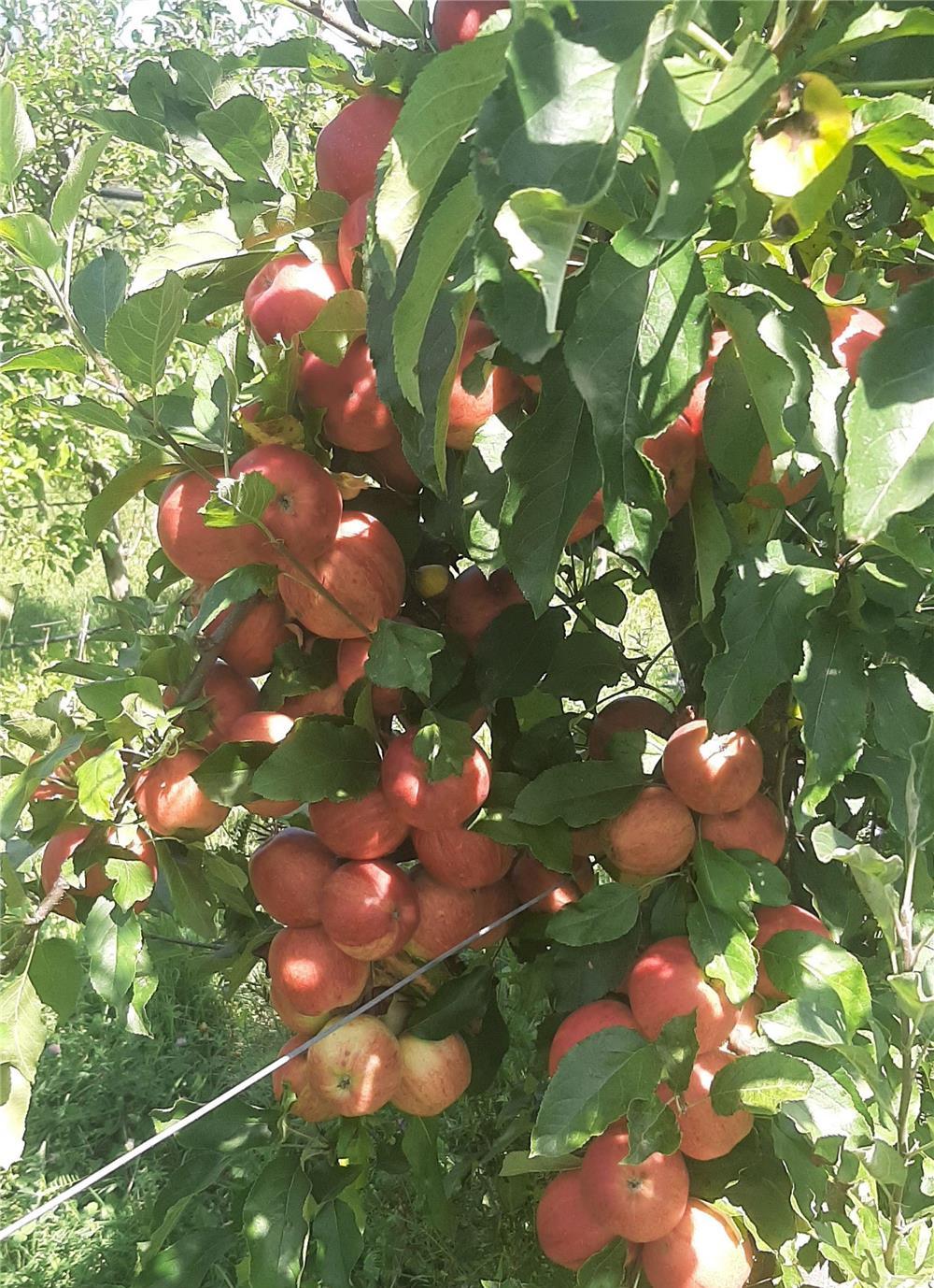 Vând mere direct din livada Mere-golden,gala,granny smith ,prinț