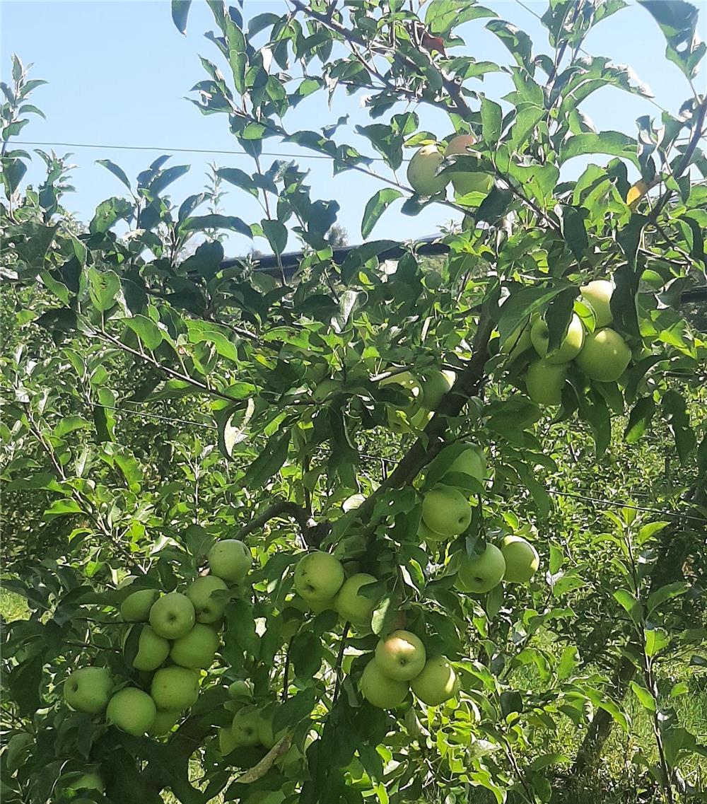 Vând mere direct din livada Mere-golden,gala,granny smith ,prinț