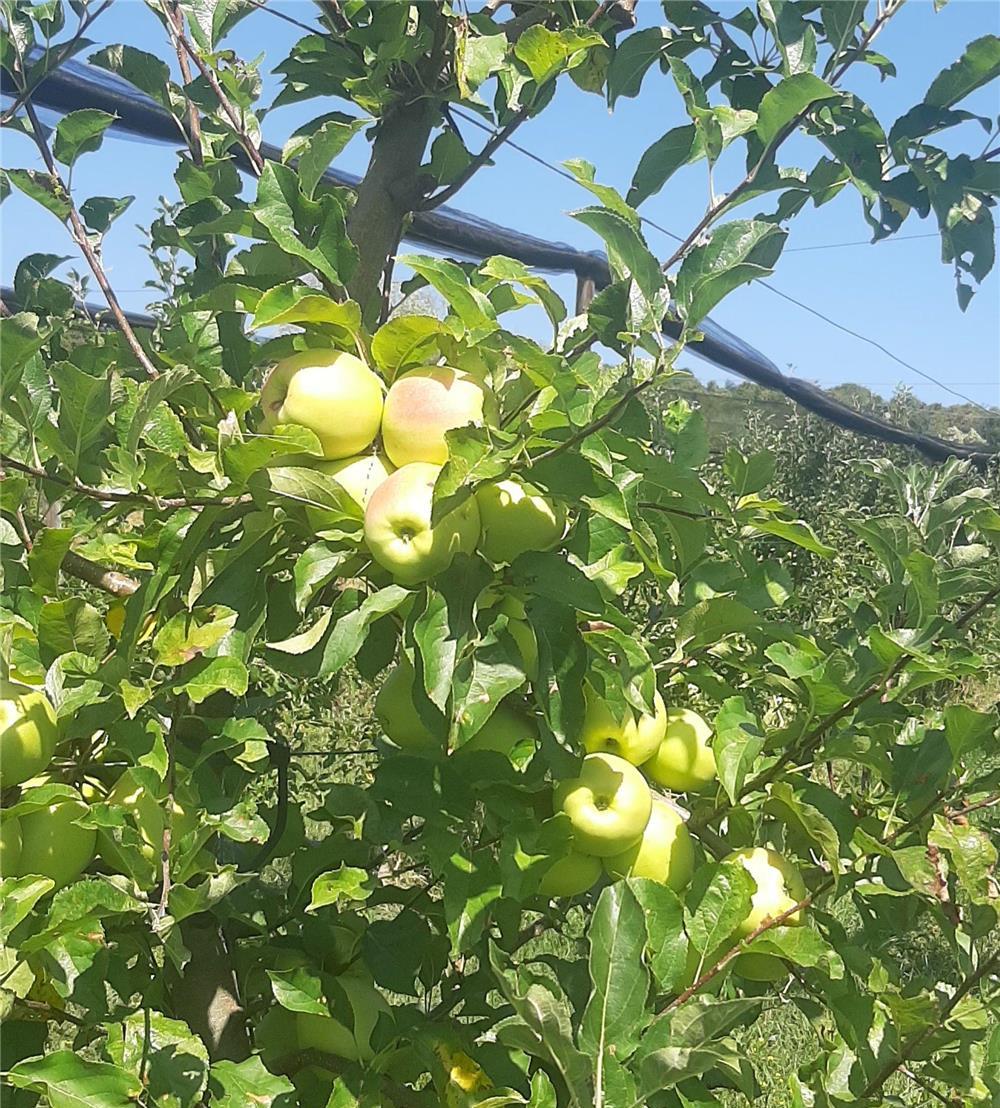 Vând mere direct din livada Mere-golden,gala,granny smith ,prinț