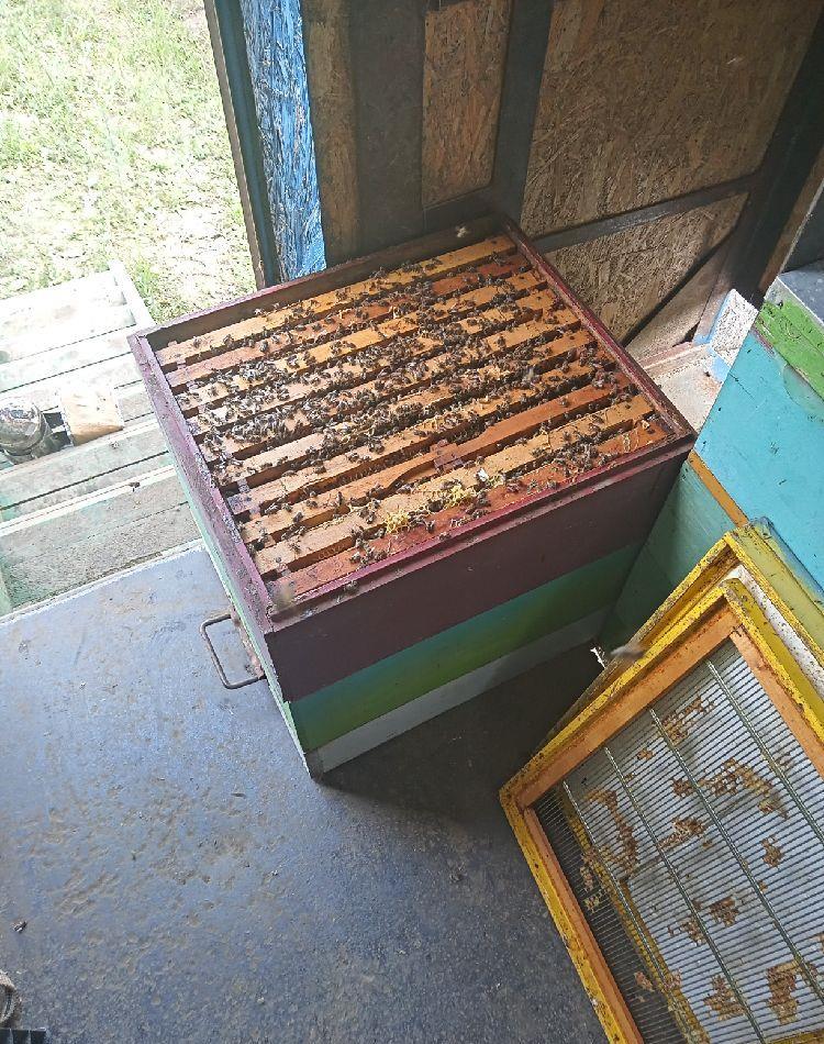 Vând miere naturala de albine