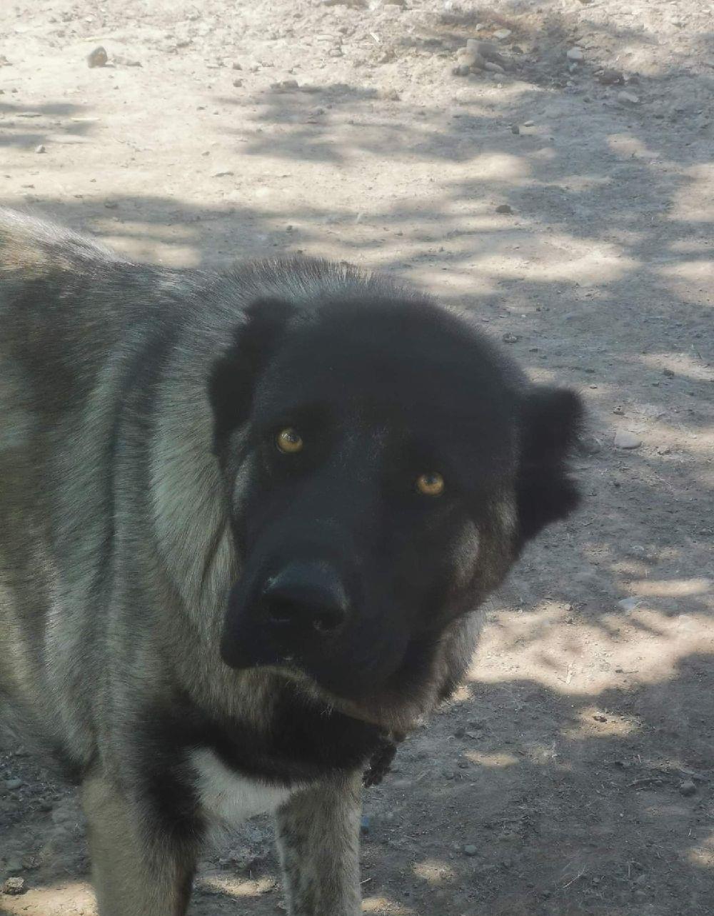 vand o catea si un caine