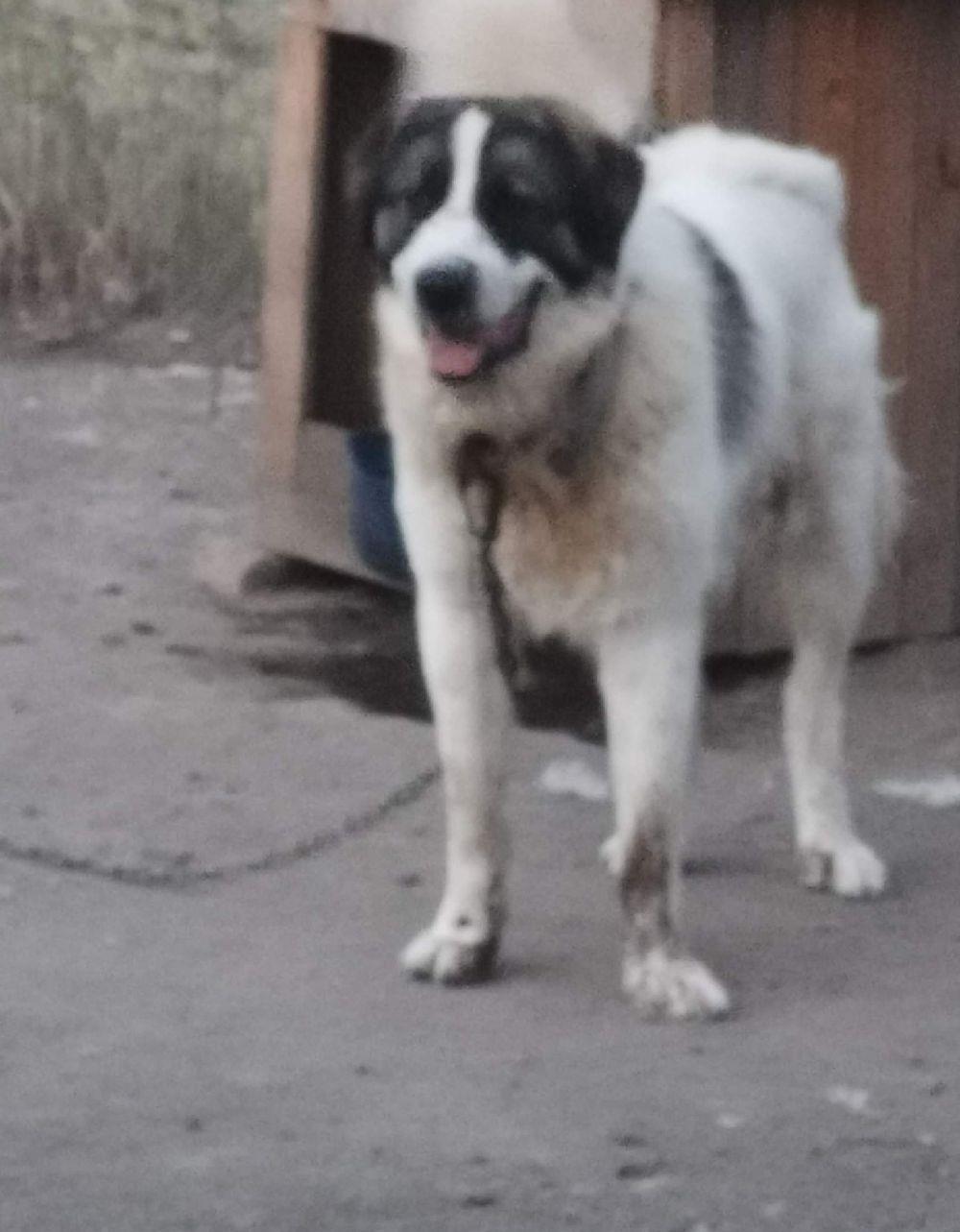 vand o catea si un caine