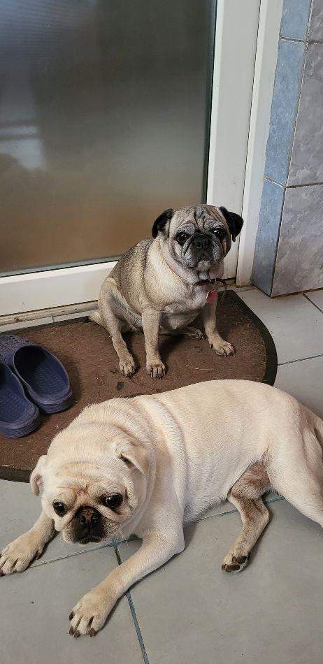 Vând o pereche de câini din rasa mops,pug,carlin