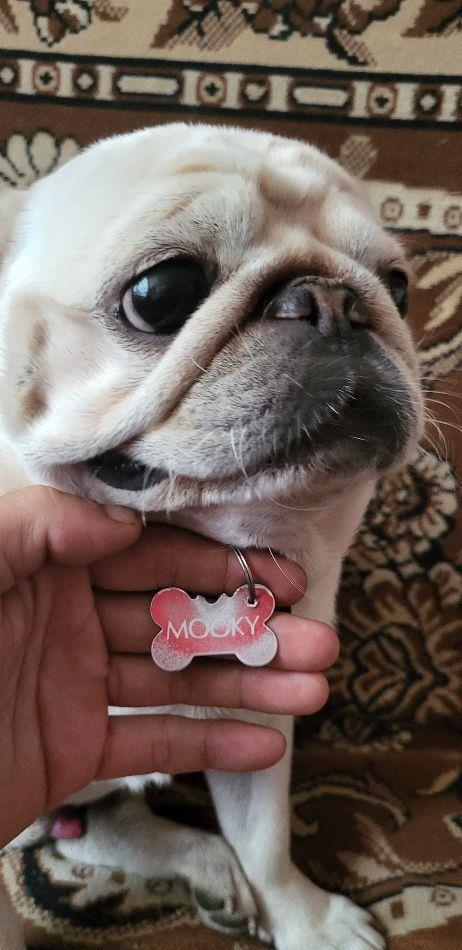 Vând o pereche de câini din rasa mops,pug,carlin