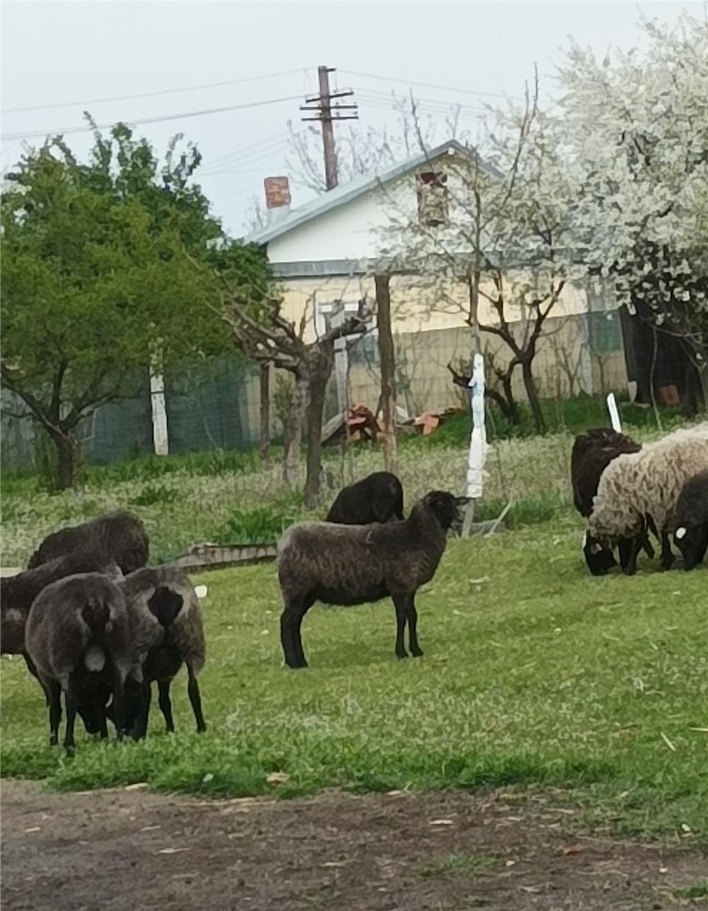 Vând oi și berbec Romanov