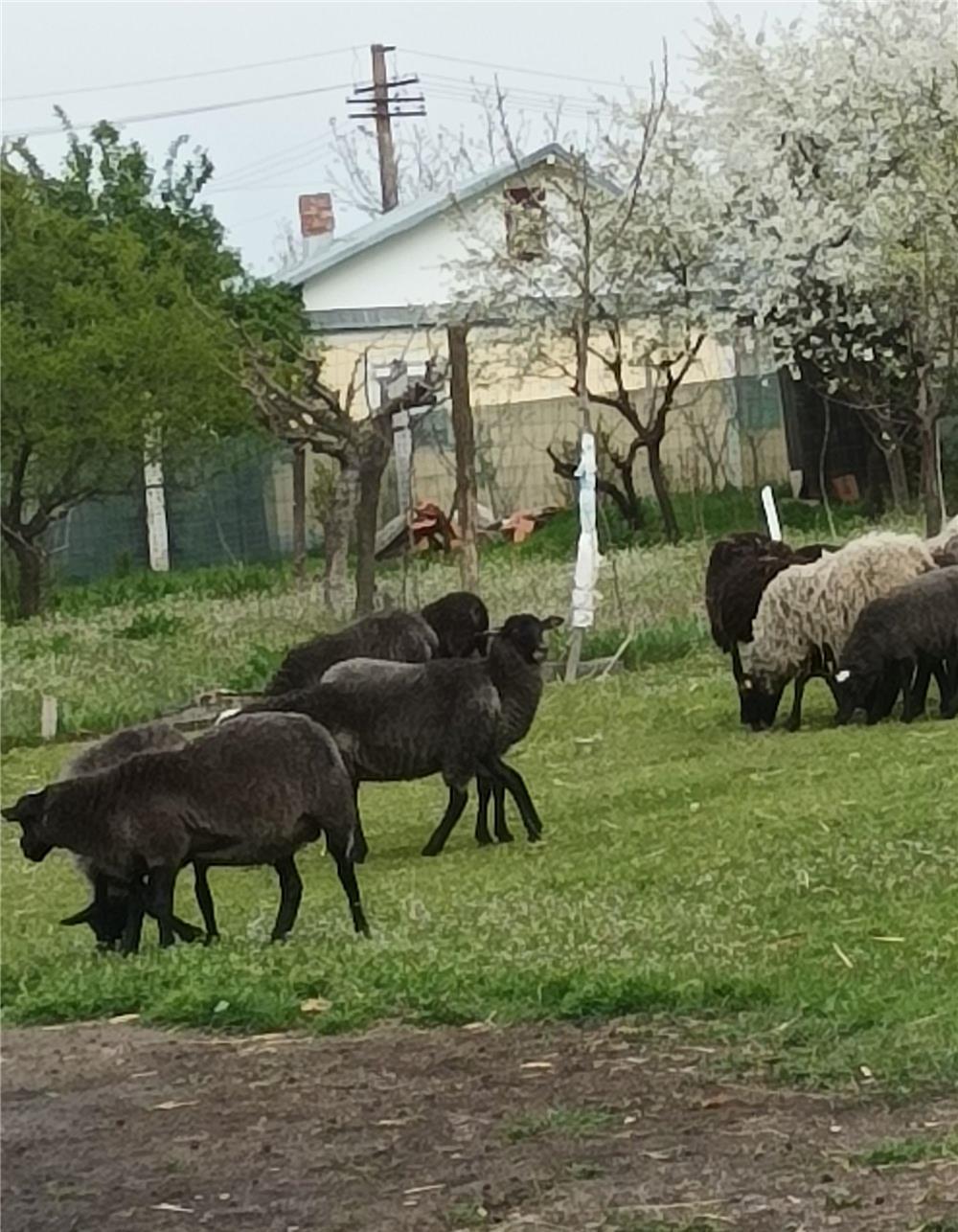 Vând oi și berbec Romanov