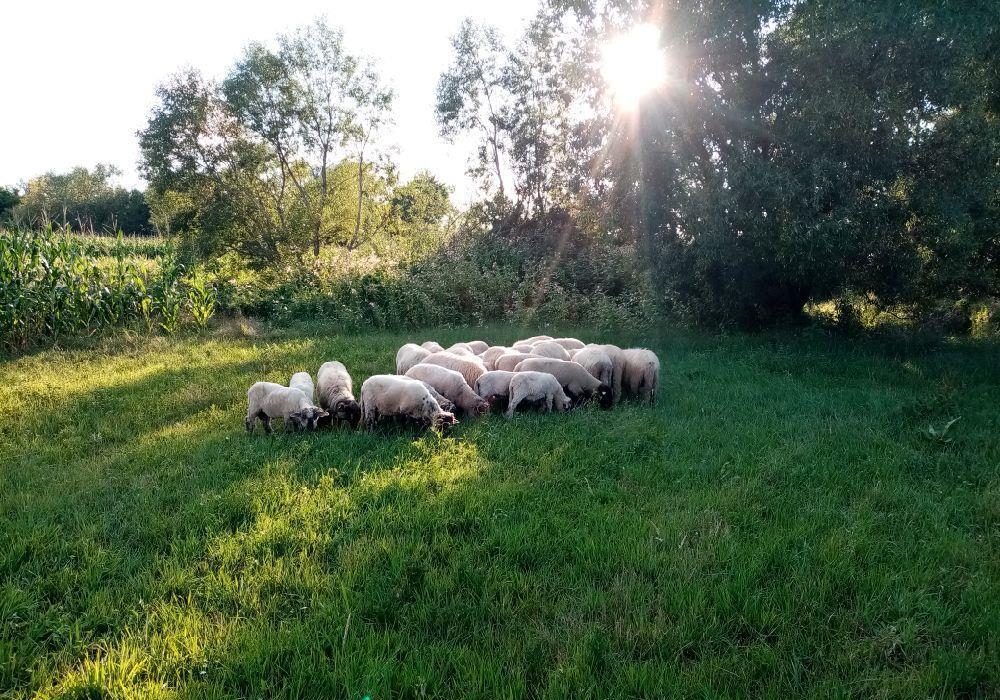 Vând oi turcane