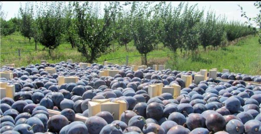 Vand palinca , horinca de prune 100%
