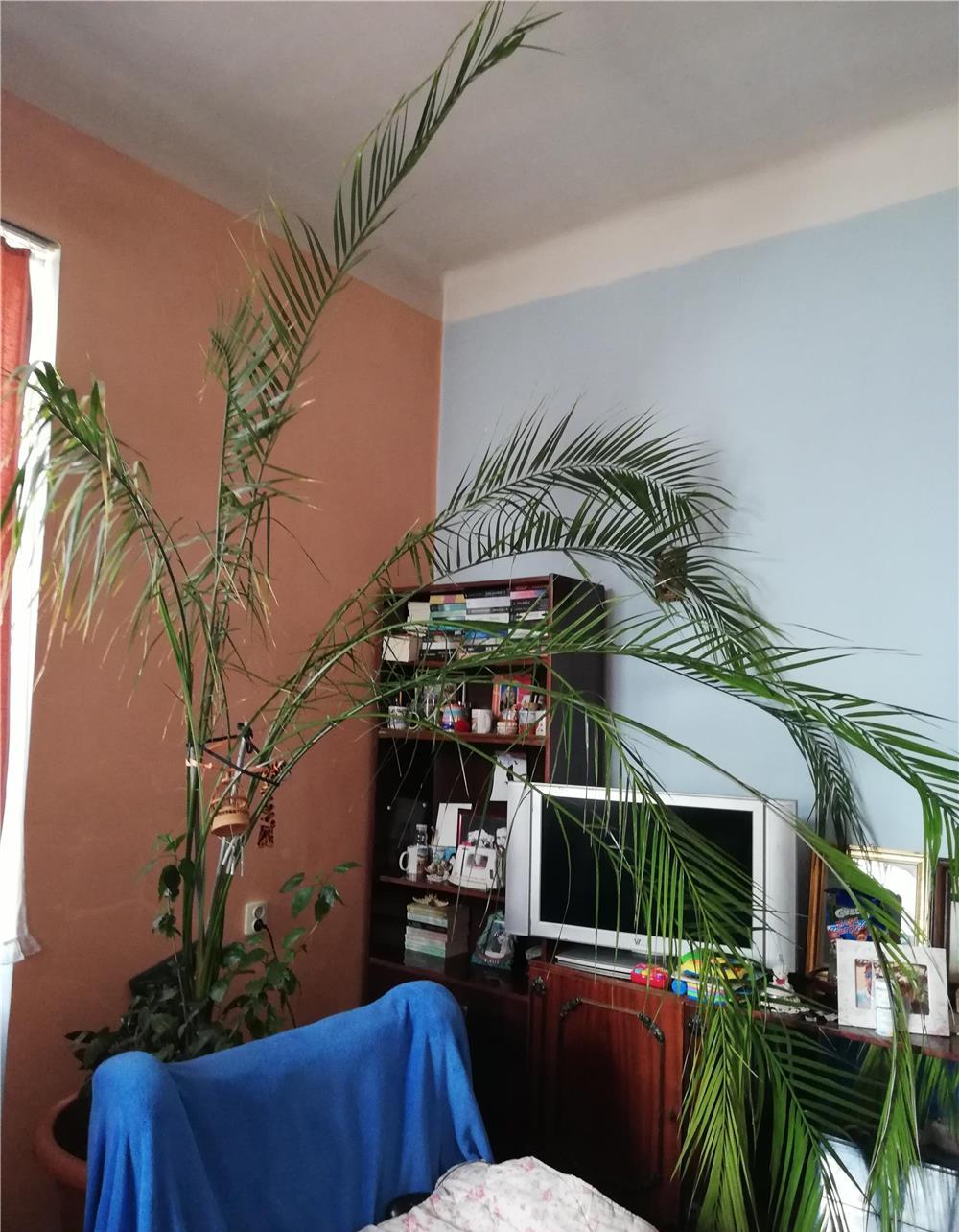 Vând palmier, înălțime peste 3 m, vârsta 25 ani