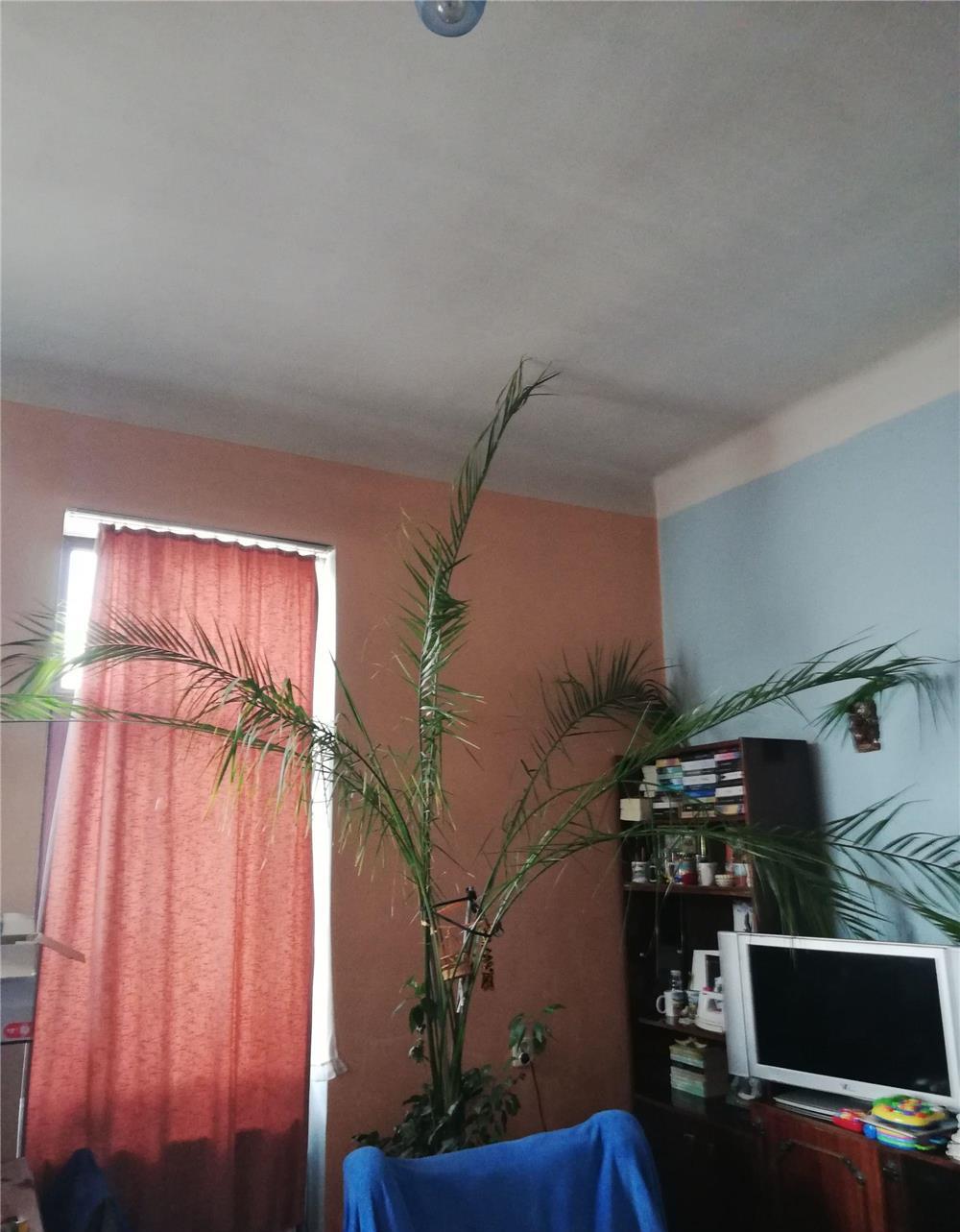 Vând palmier, înălțime peste 3 m, vârsta 25 ani