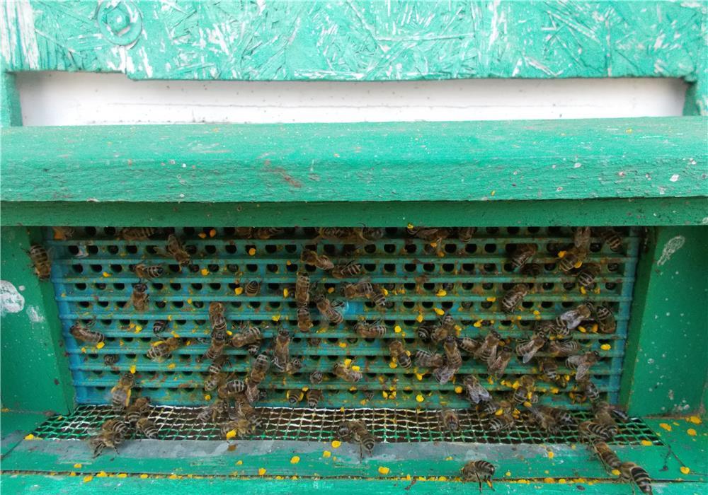 vand pastura , propolis, polen