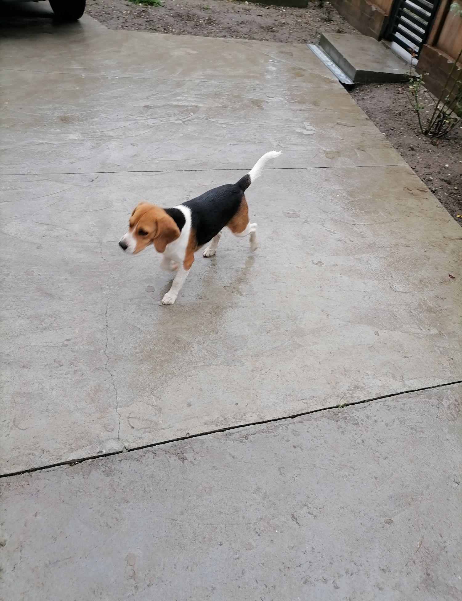 Vand pereche câini rasa Beagle