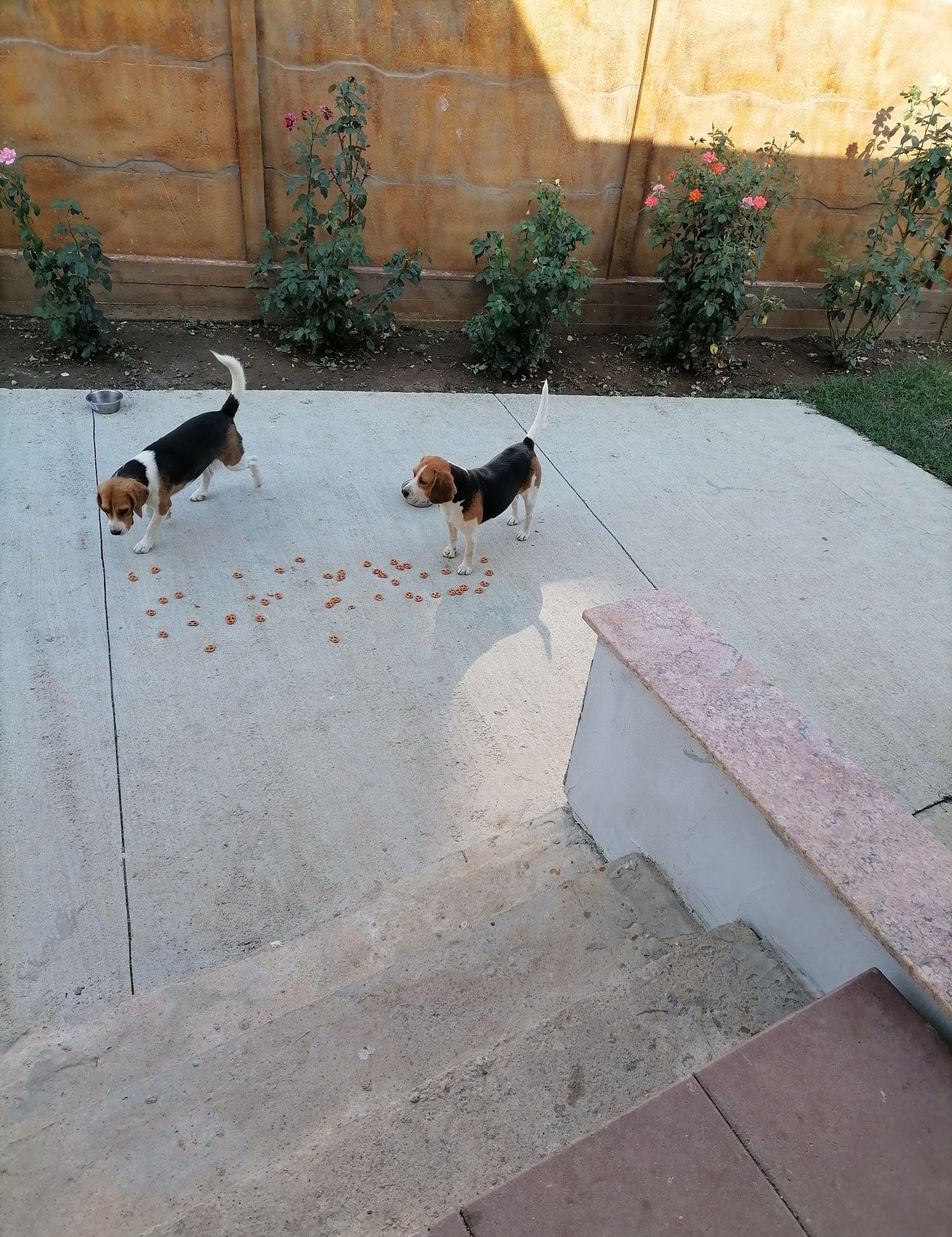 Vand pereche câini rasa Beagle