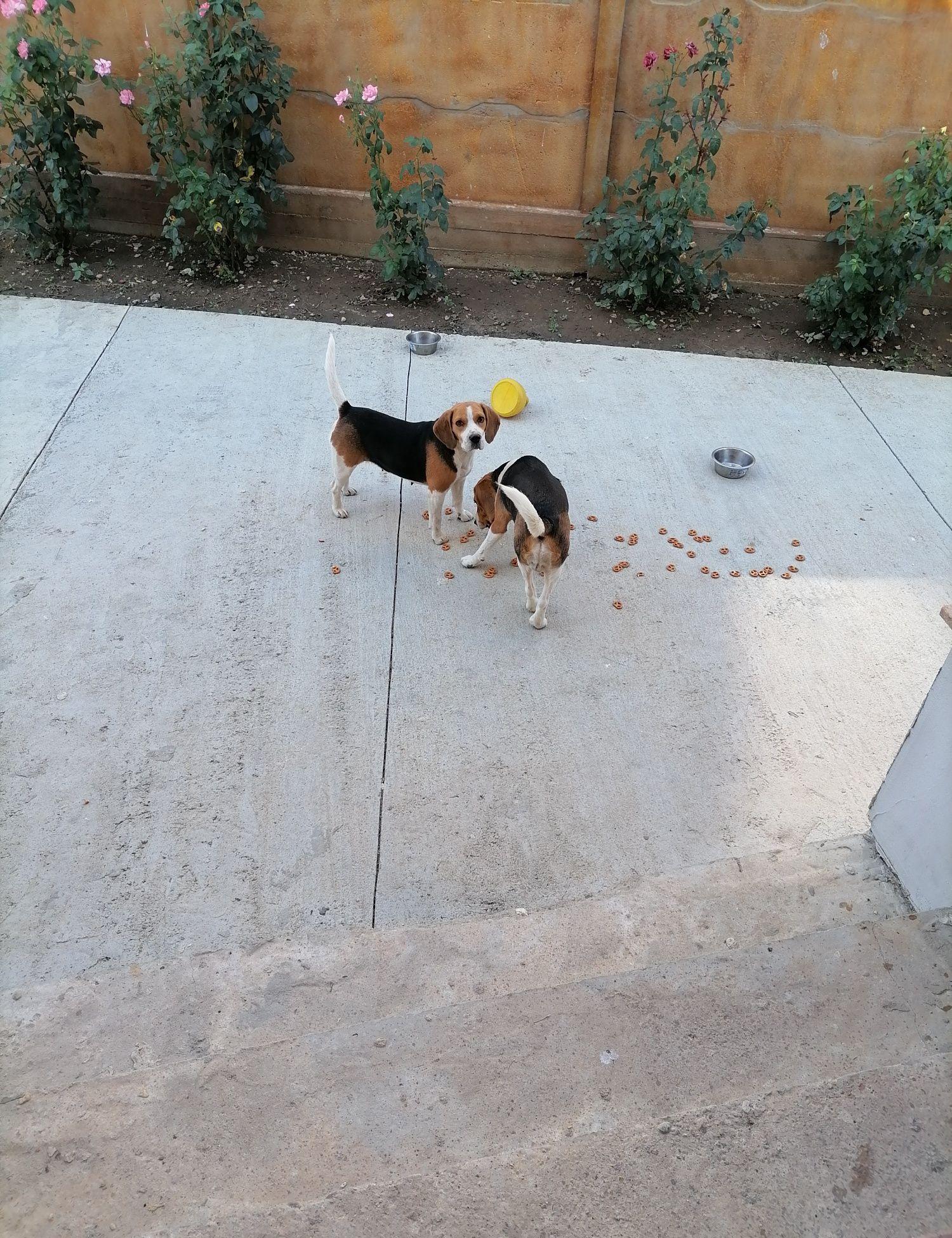Vand pereche câini rasa Beagle