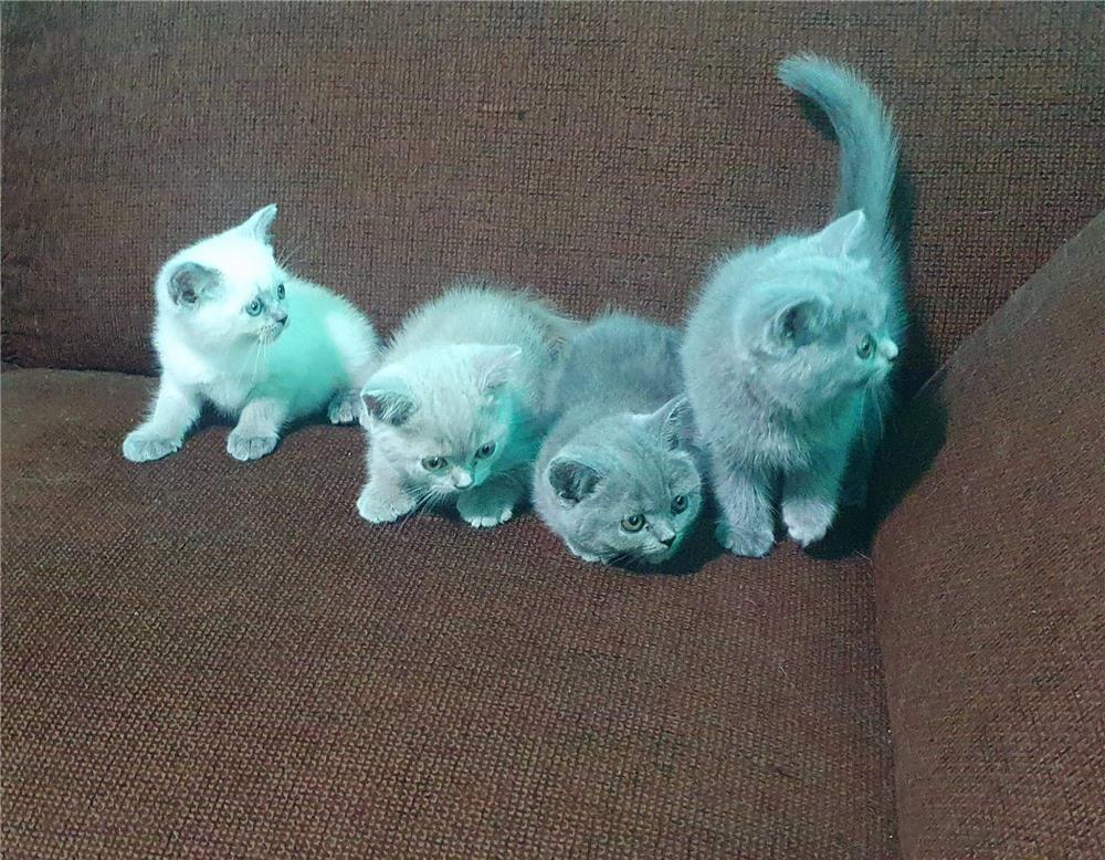Vand pisici British Shorthair
