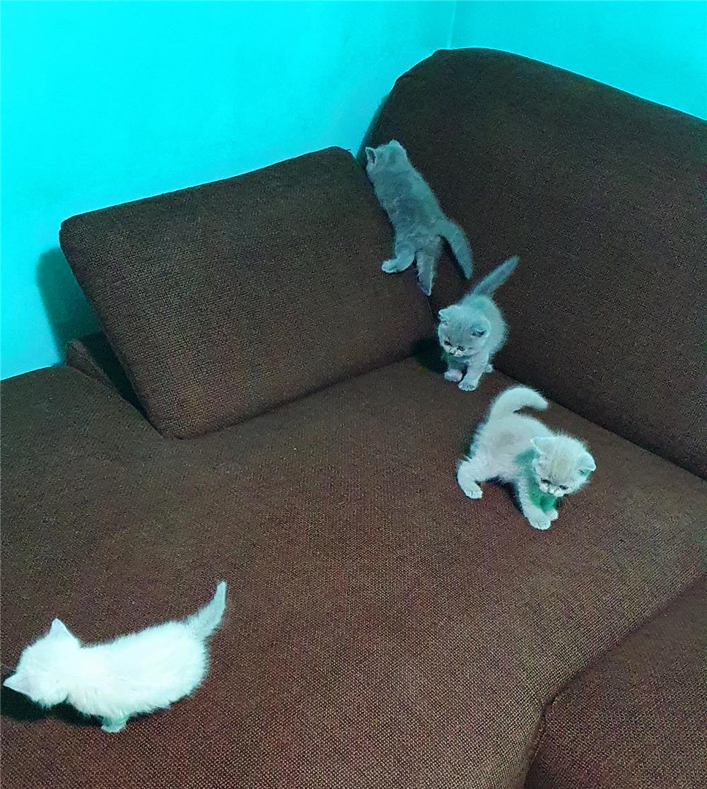 Vand pisici British Shorthair