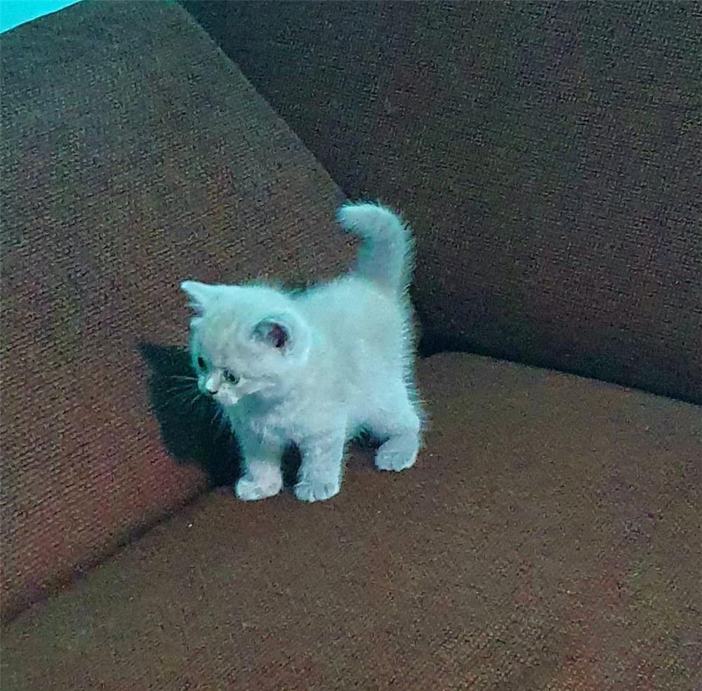 Vand pisici British Shorthair