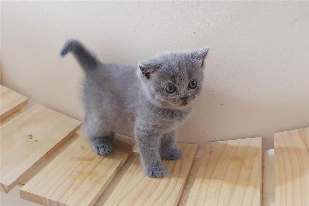 Vand pisici British Shorthair