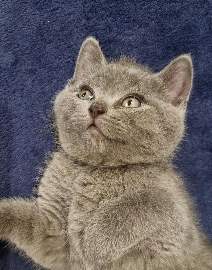 Vând pisicute brtitish shorthair