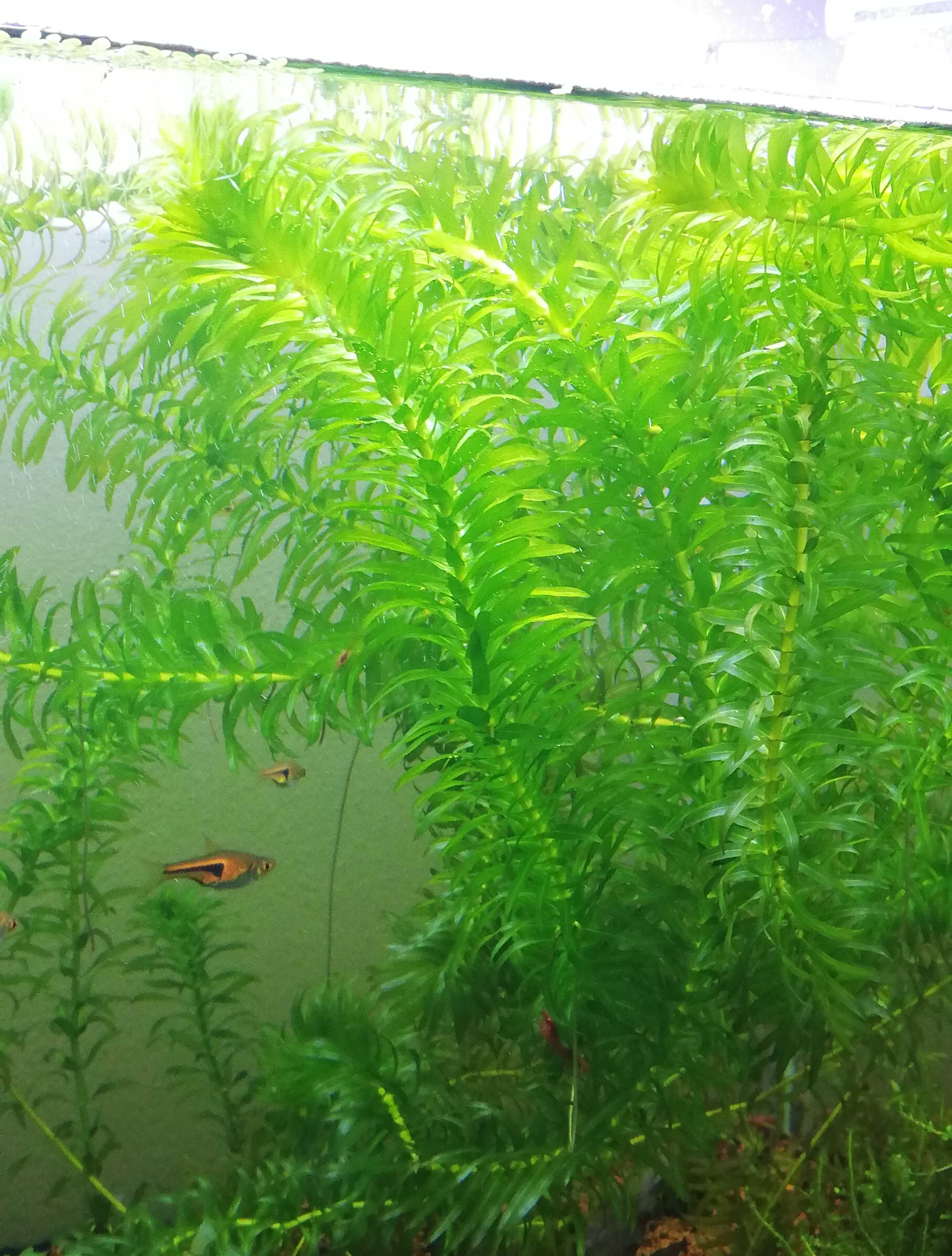 Vand plante acvariu!