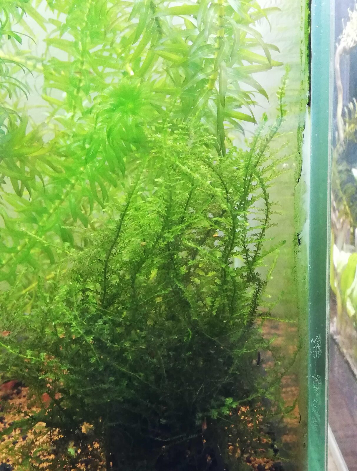 Vand plante acvariu!