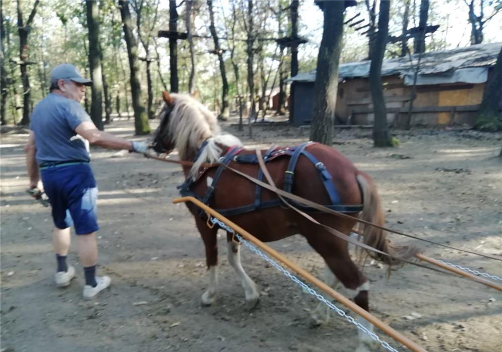 Vand ponei - talie medie