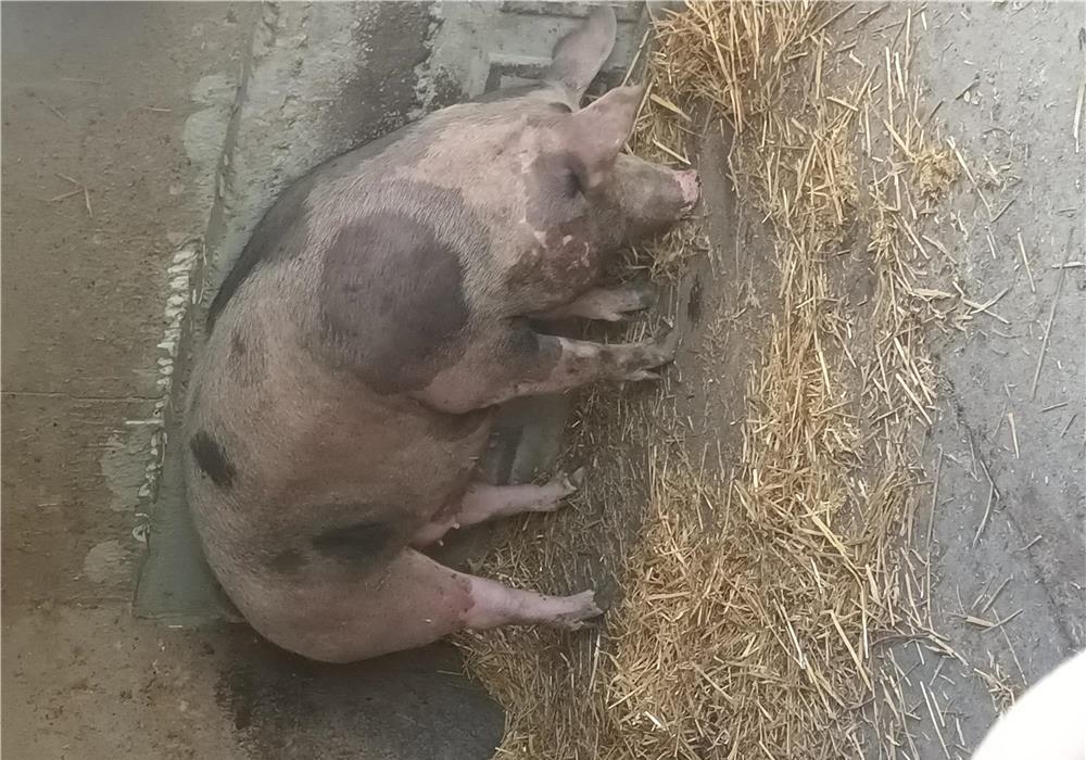 vand porc