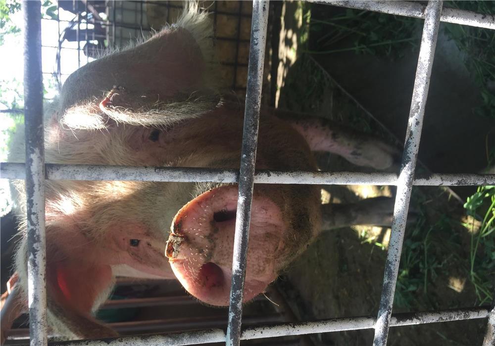 Vând porc 180 / 200 kg rasa landrace