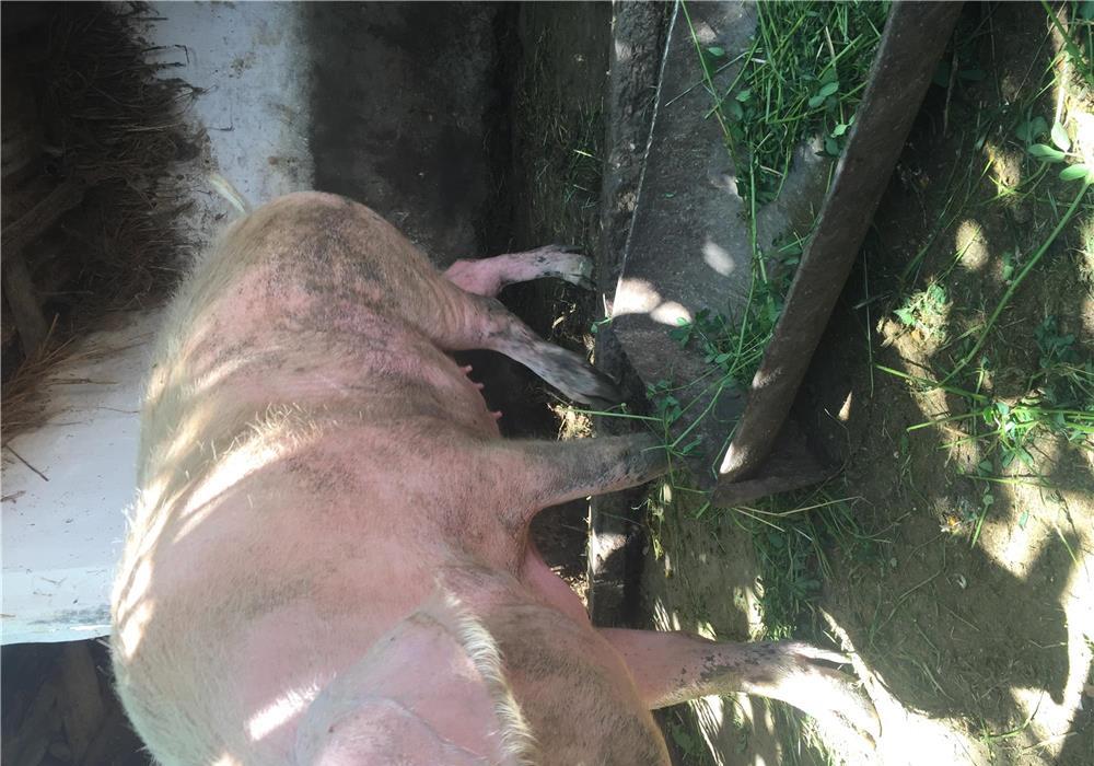 Vând porc 180 / 200 kg rasa landrace