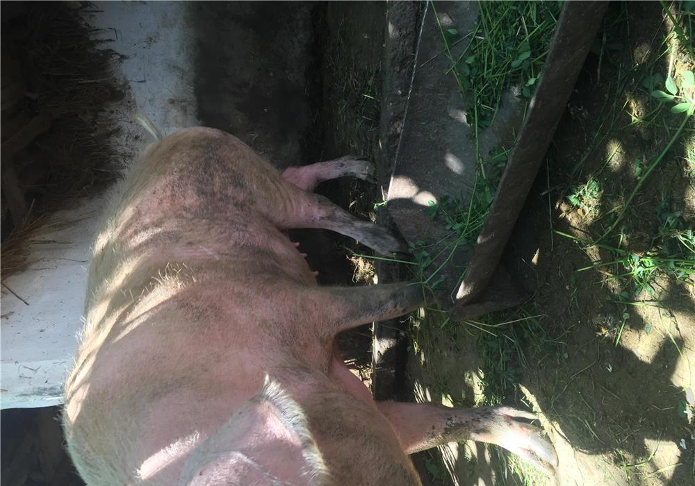 Vând porc 180 / 200 kg rasa landrace