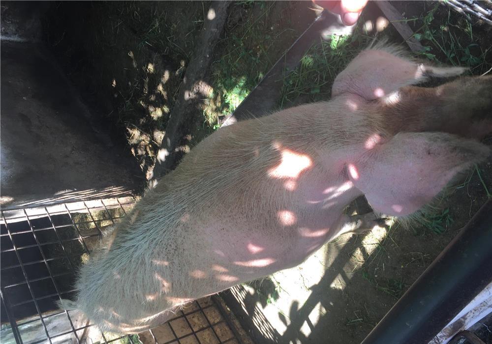 Vând porc 180 / 200 kg rasa landrace